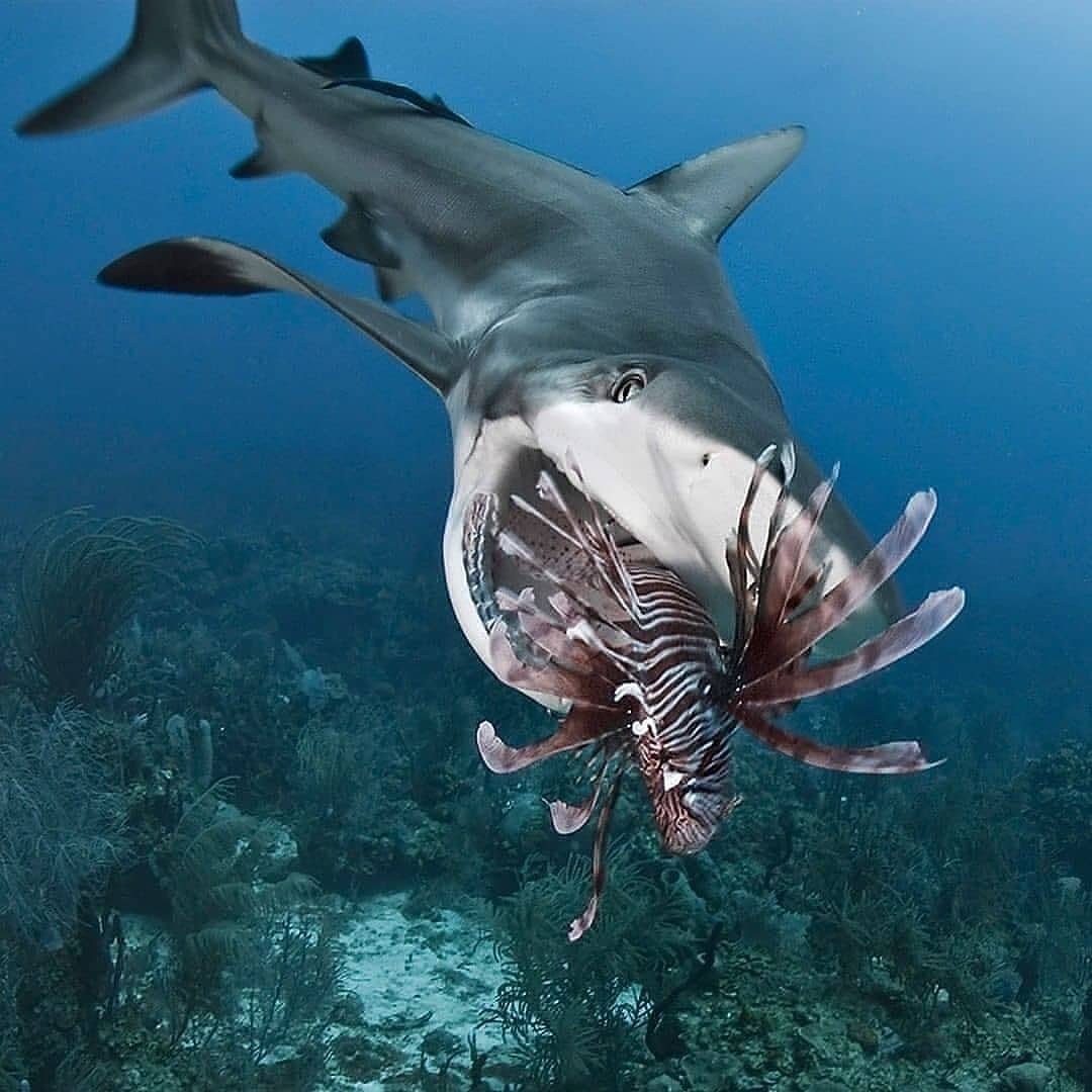 Флоридская акула