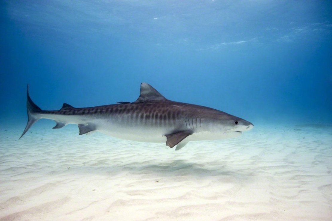 Тигровая акула картинки