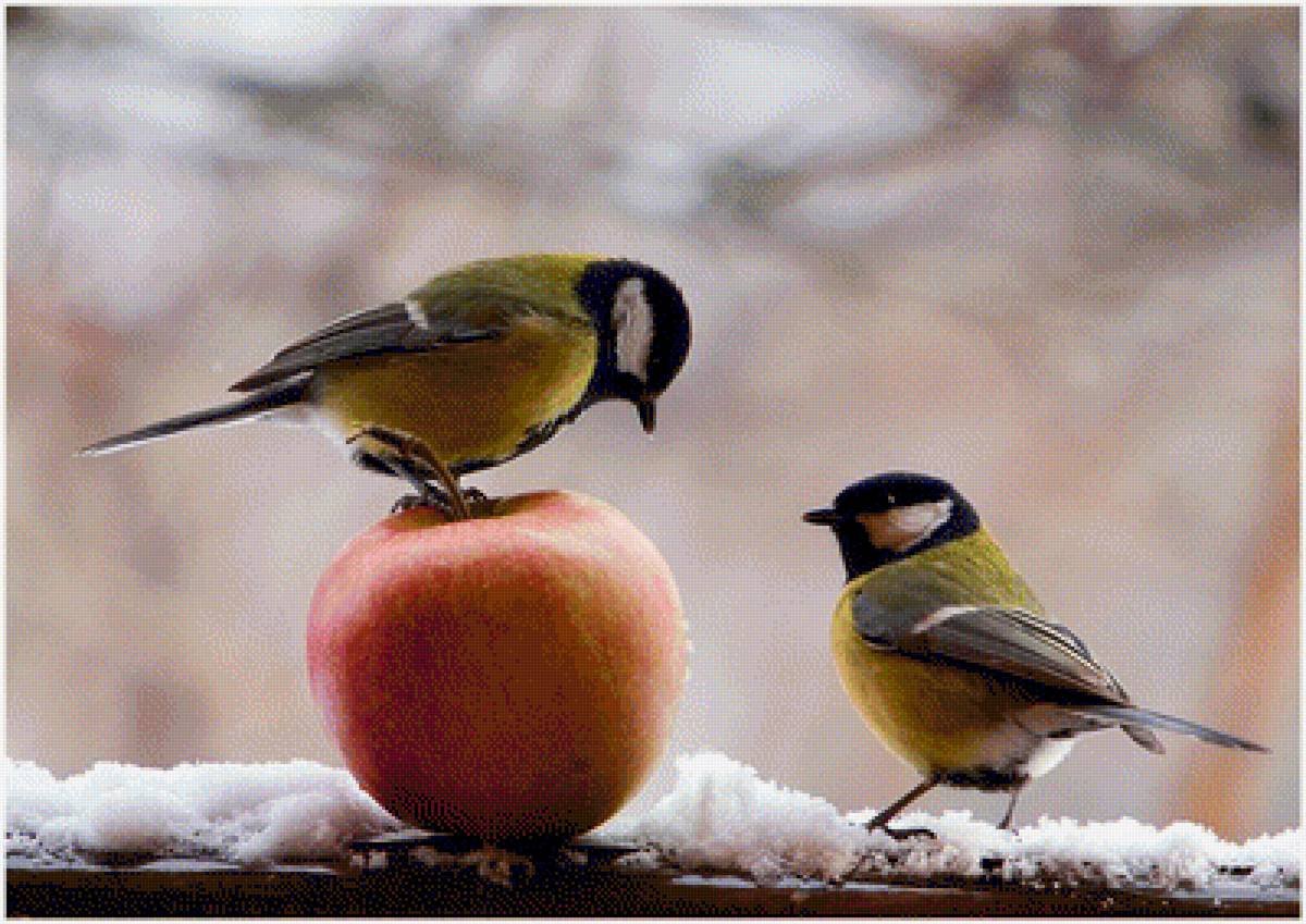 Синички зимой