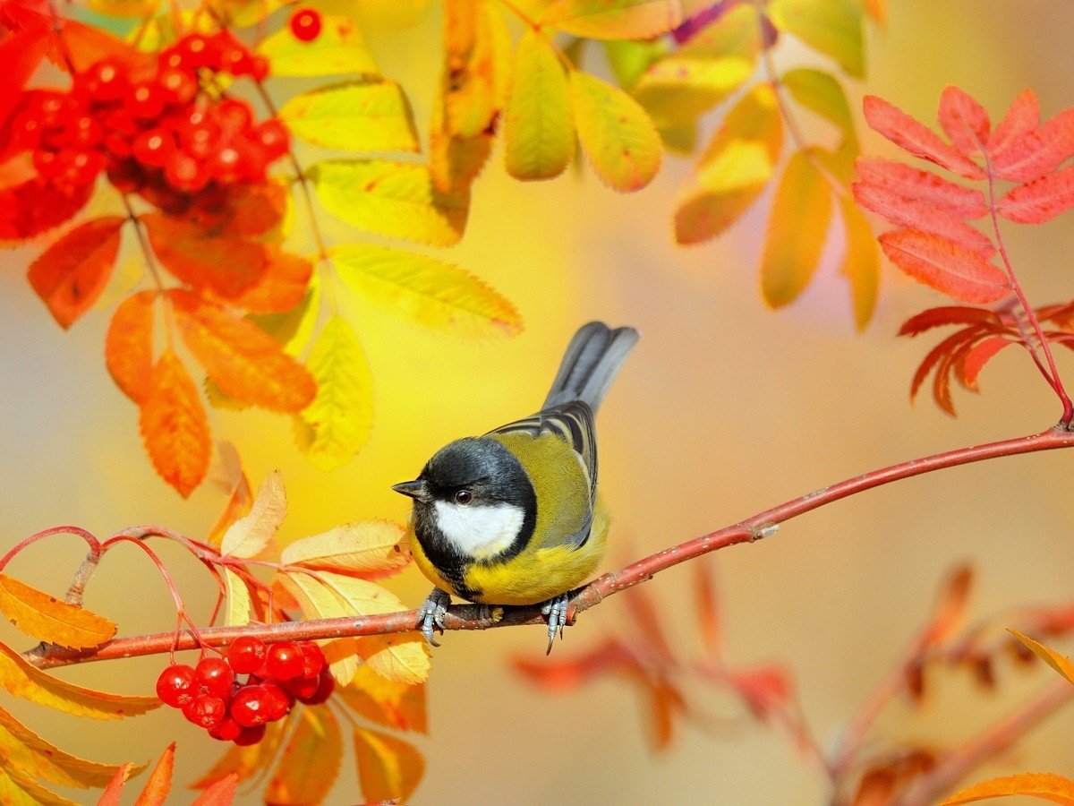 Рамка Синичкин день