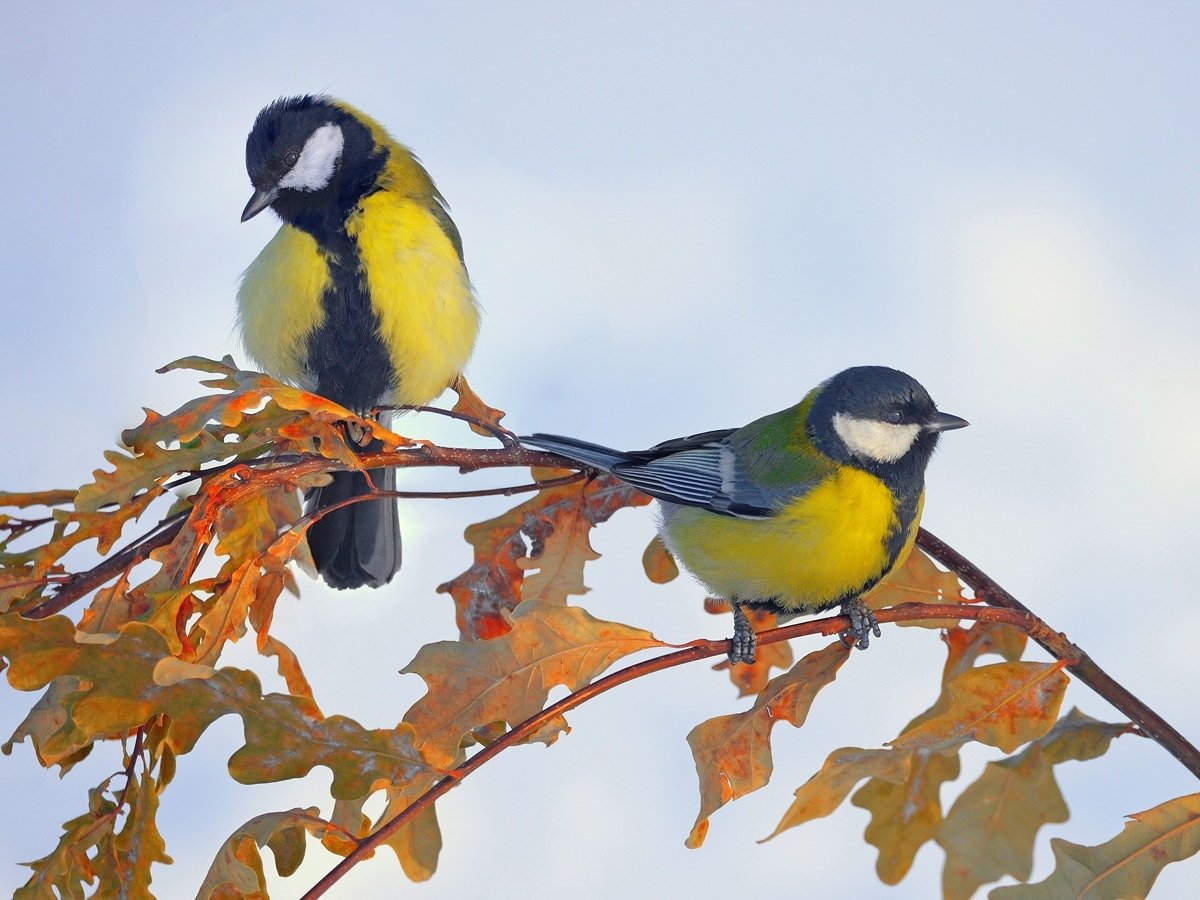 День синички
