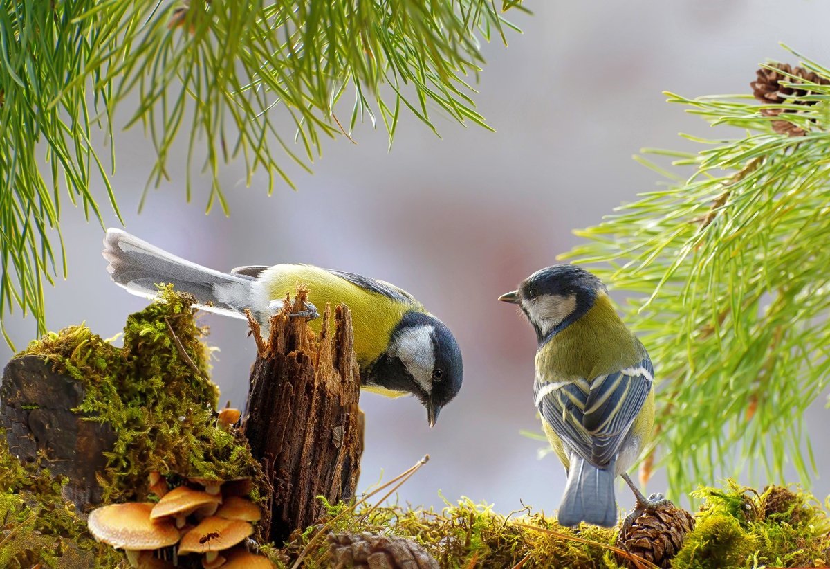 Синичкин день