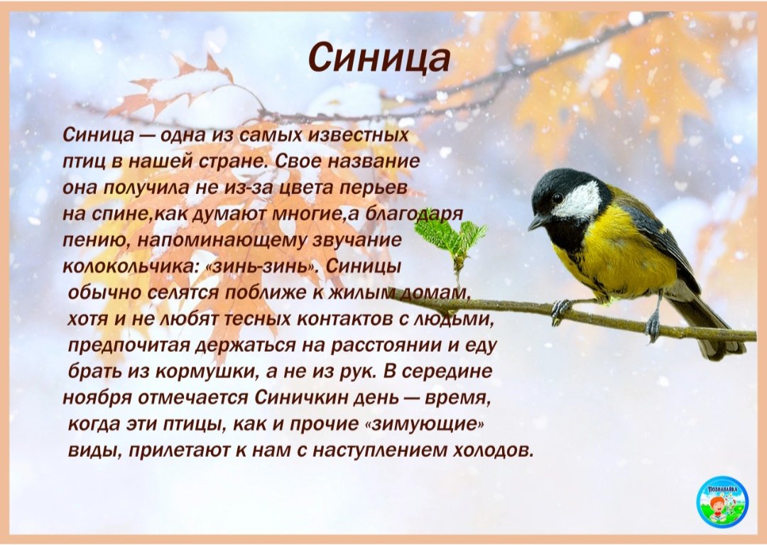 12 Ноября Синичкин день день встречи зимующих птиц