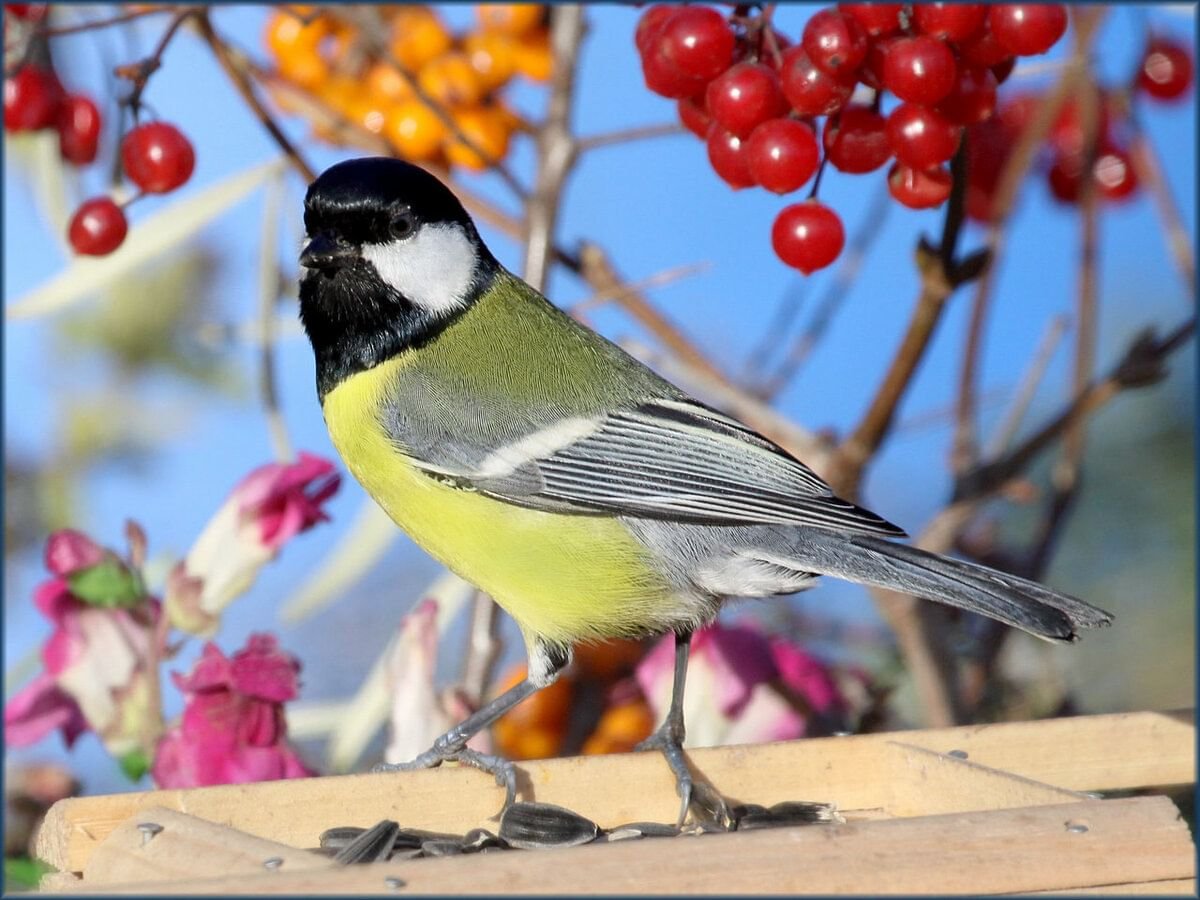 Синичкин день