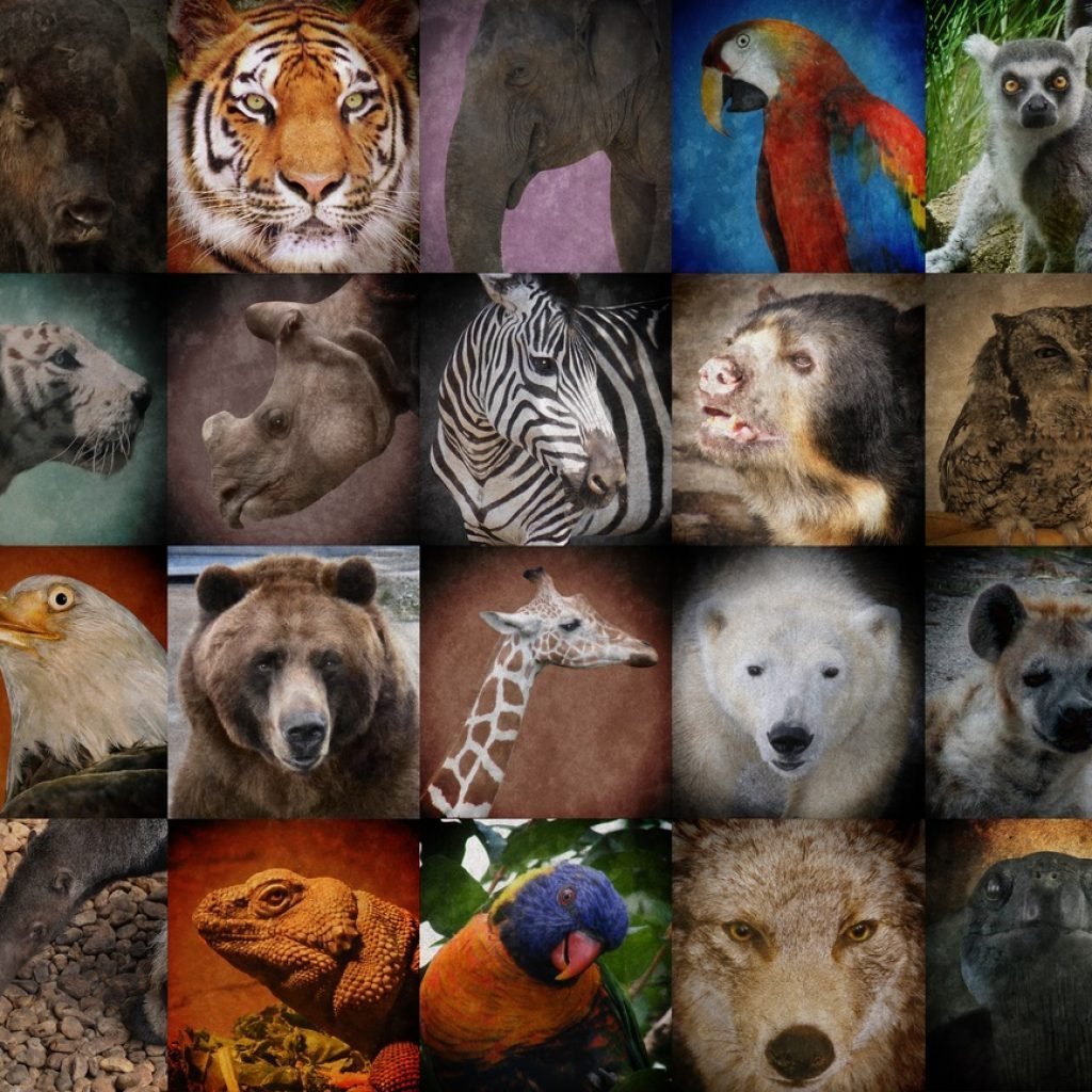 Коллаж из животных