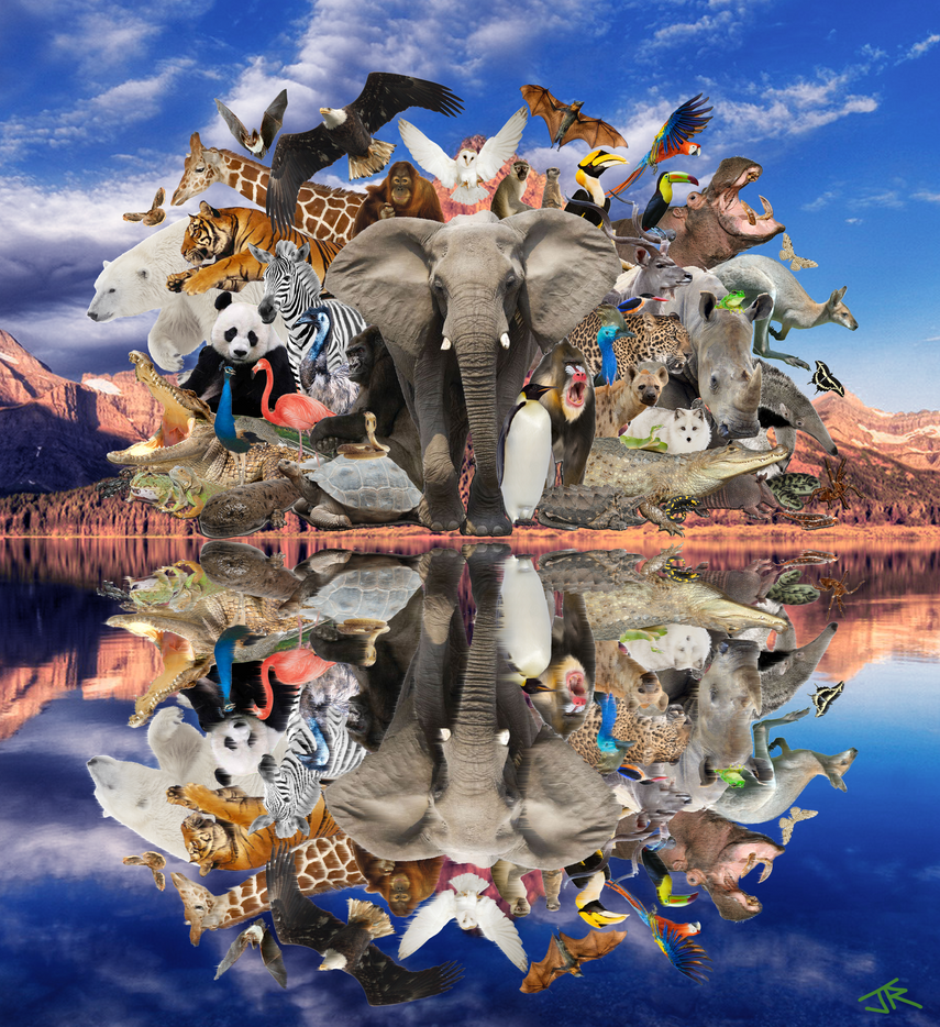 Много собак