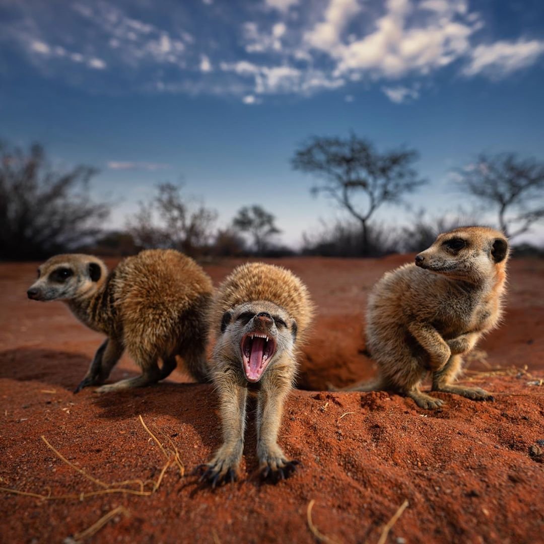 Природа и животные