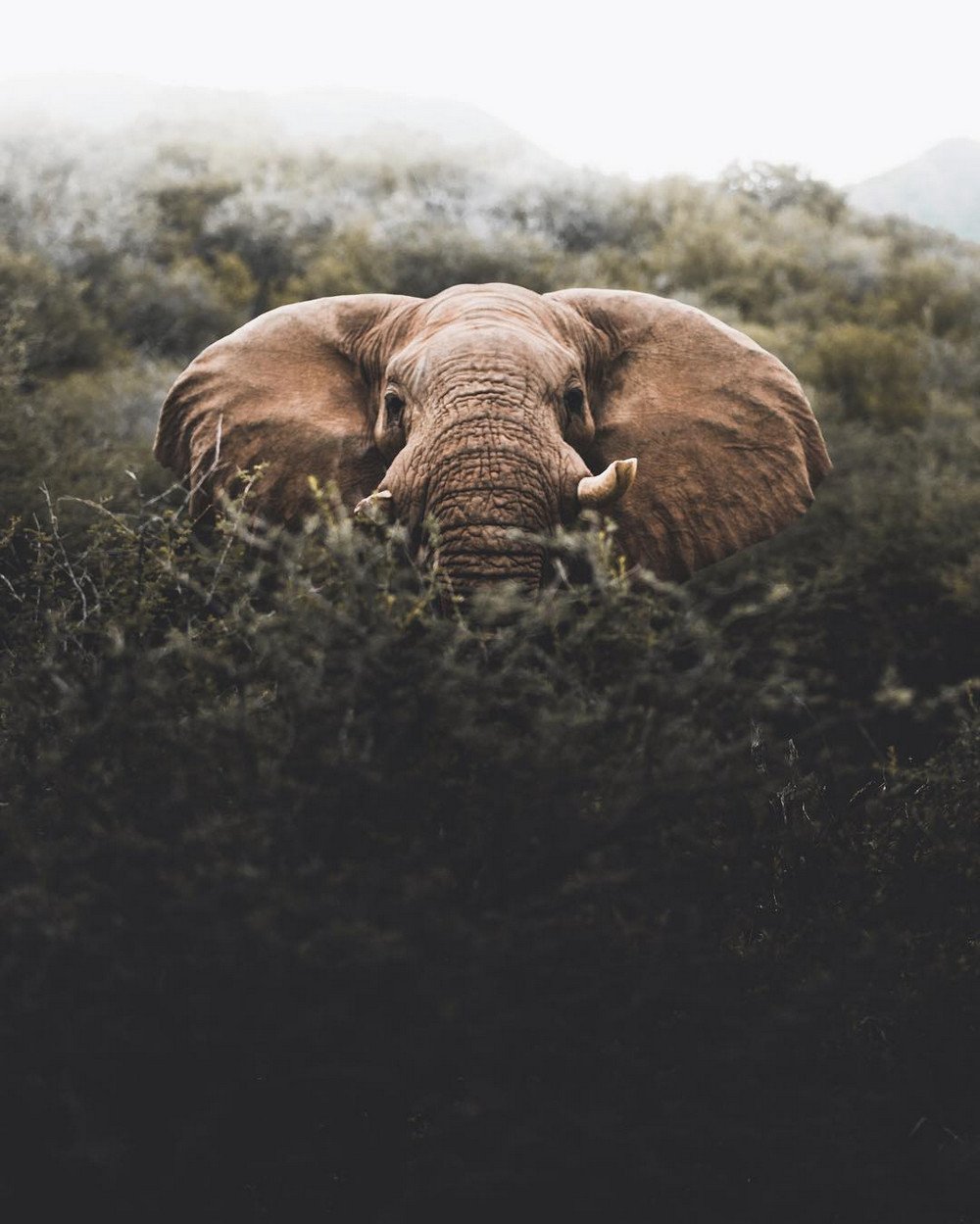 Эмблемы праздника «Всемирный день дикой природы».