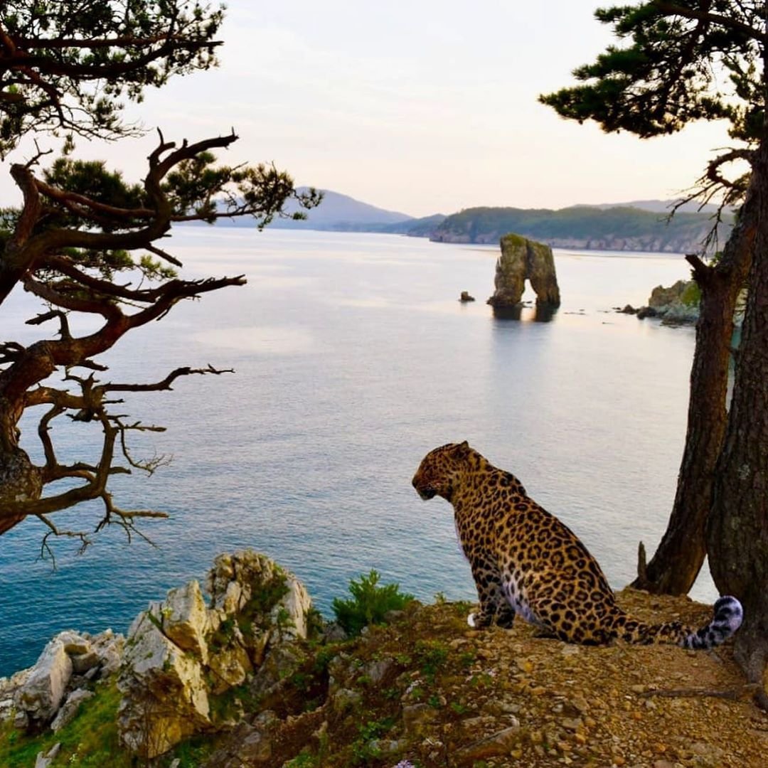 Охрана дикой природы картинки