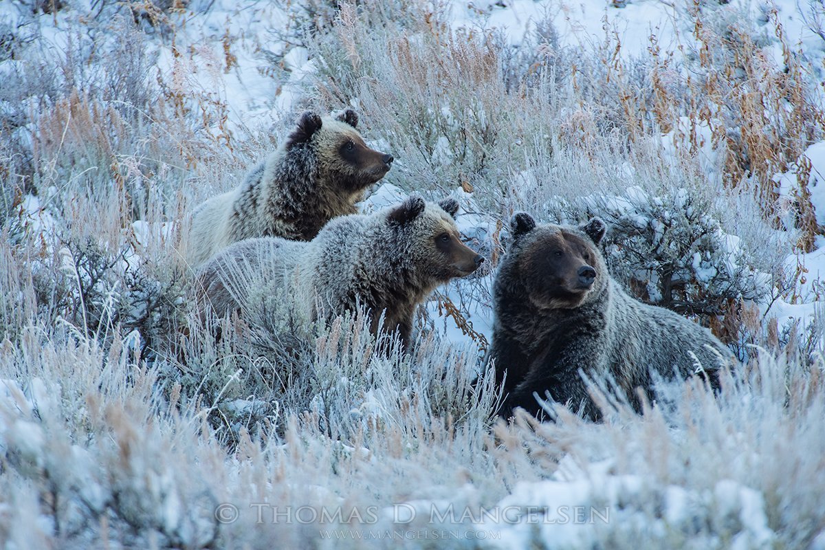 День дикой природы картинки