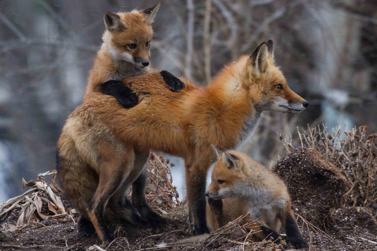 Картина лиса с лисятами Автор п с Меньшикова