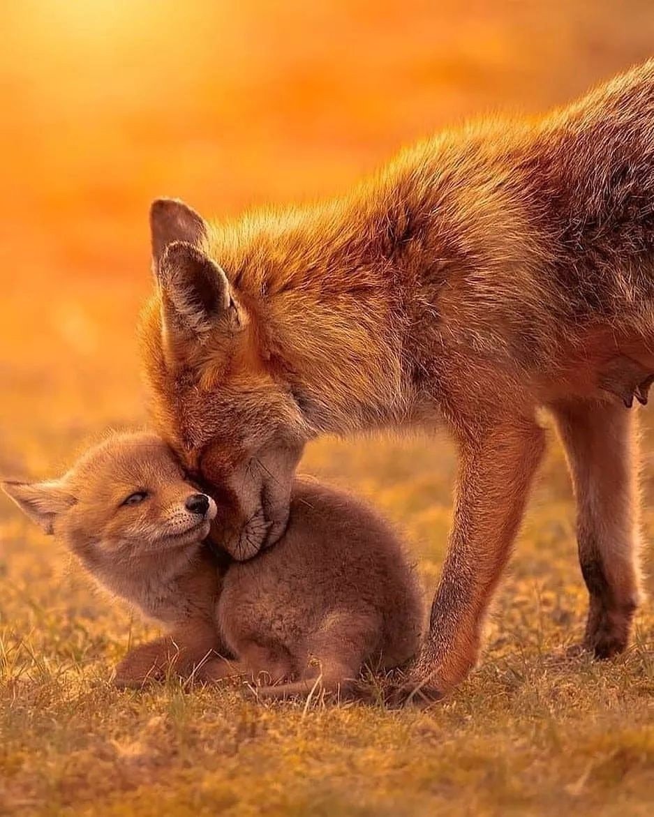 Лисы с лисятами арт