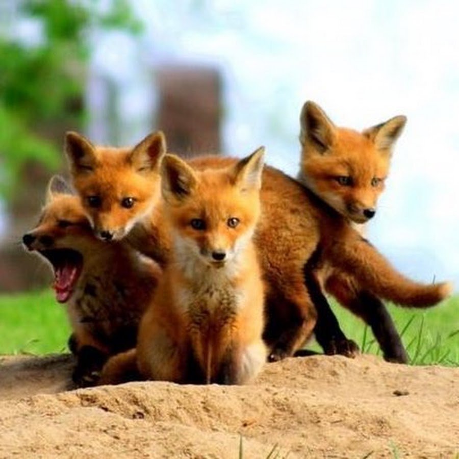 Семья лисят
