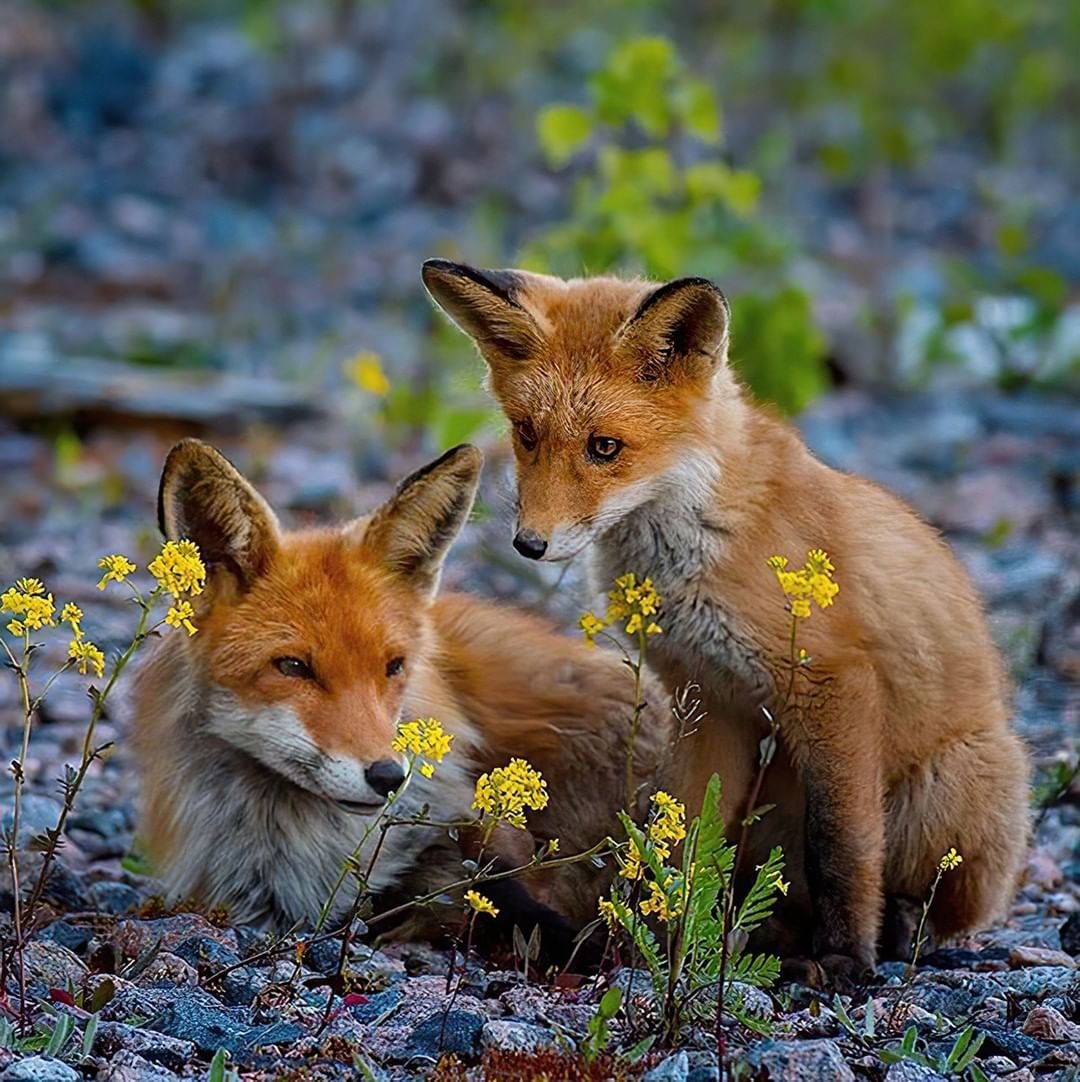 Мама для Лисенка