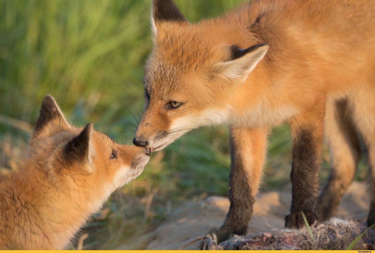 Лисы и лисята
