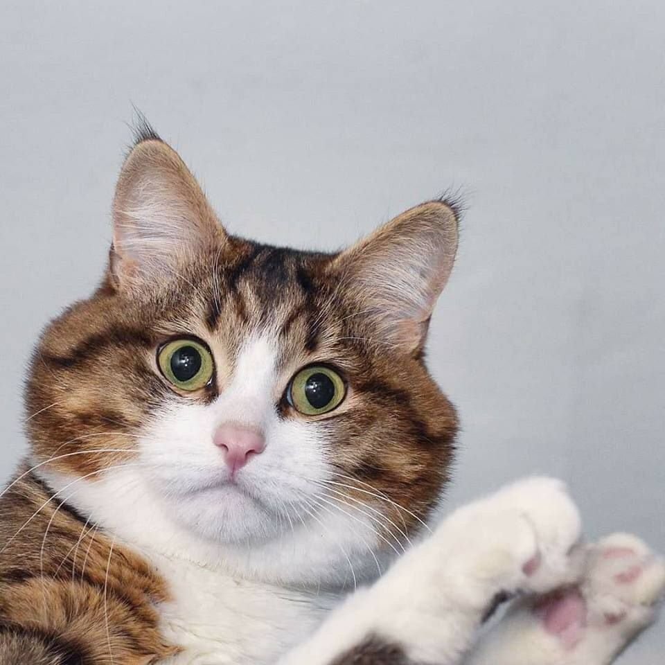 Коты кривляки