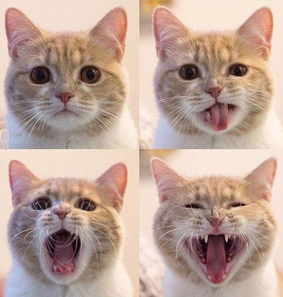 Эмоции кошек