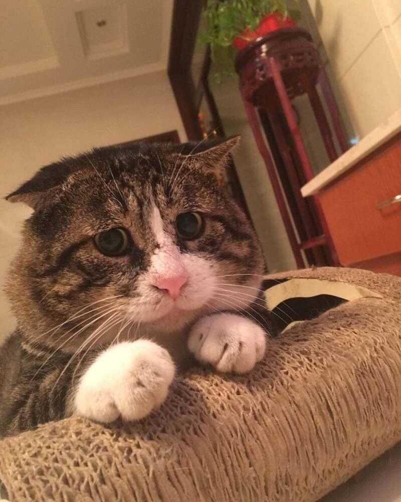 Эмоциональный кот