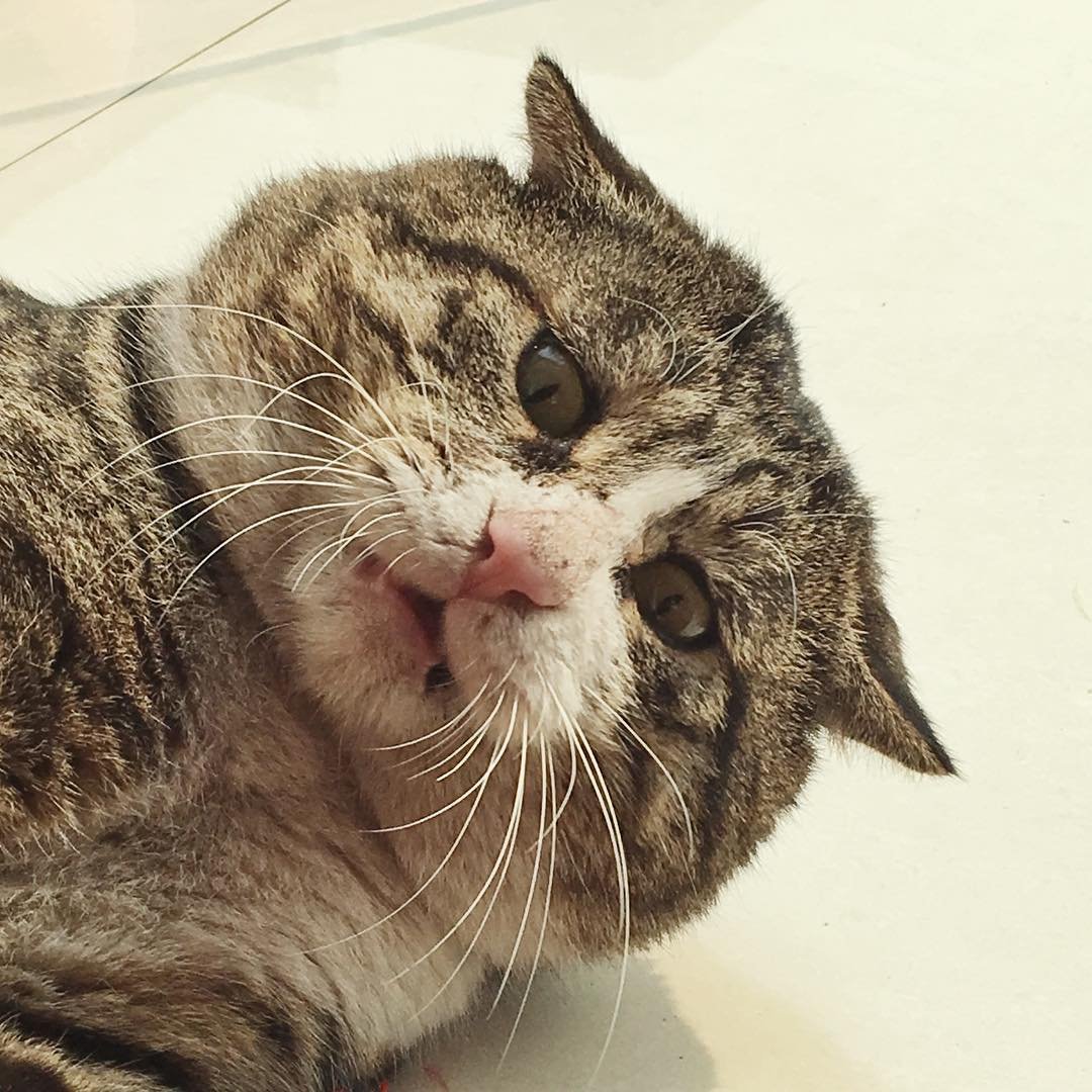 Замученный кот