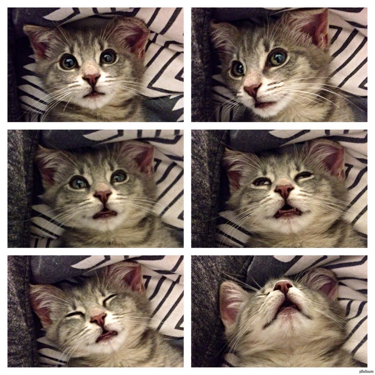 Смешные коты коллаж