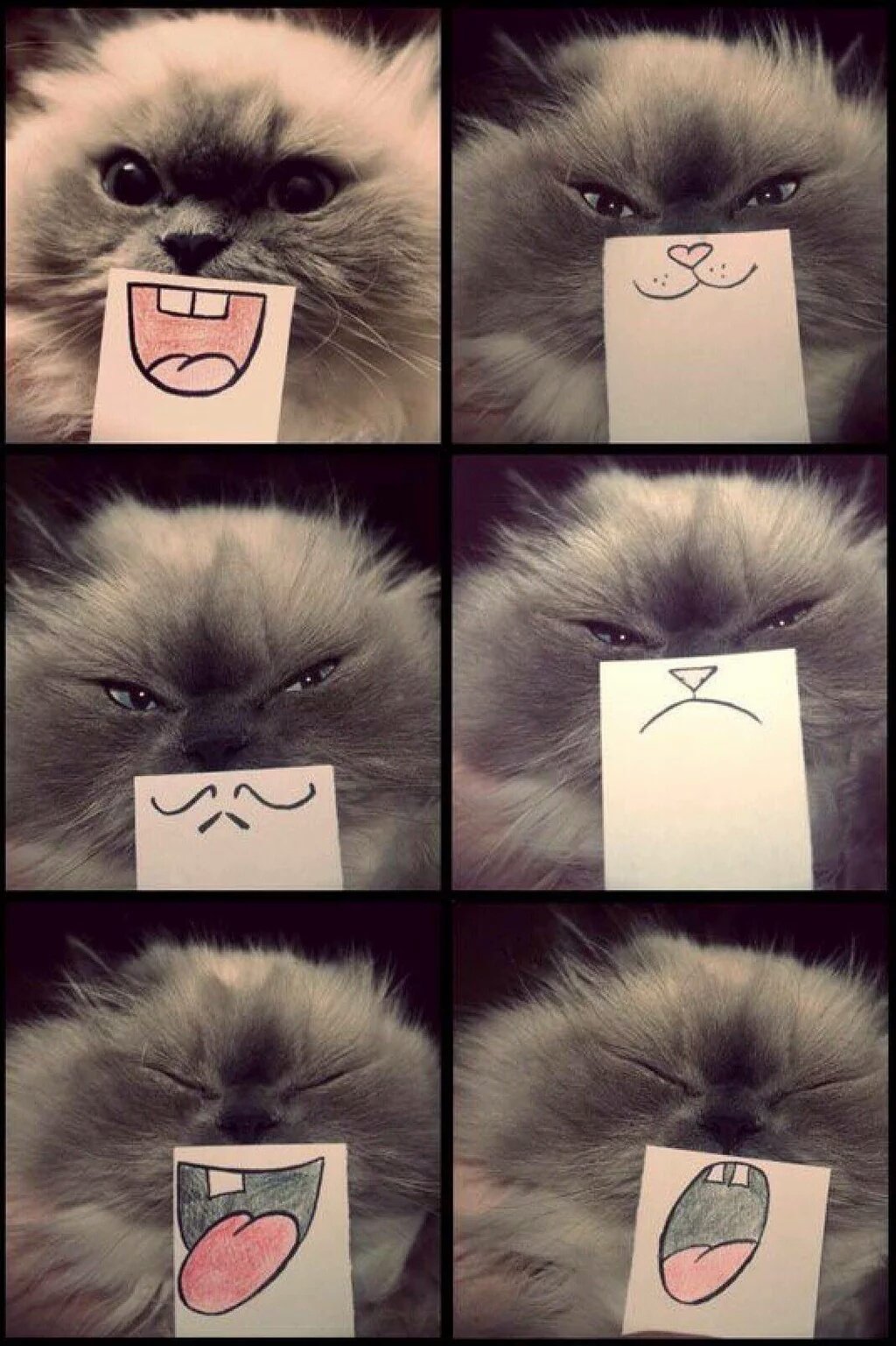 Кошачьи эмоции в картинках