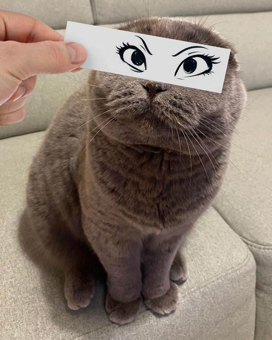 Коты с прикольными мордочками