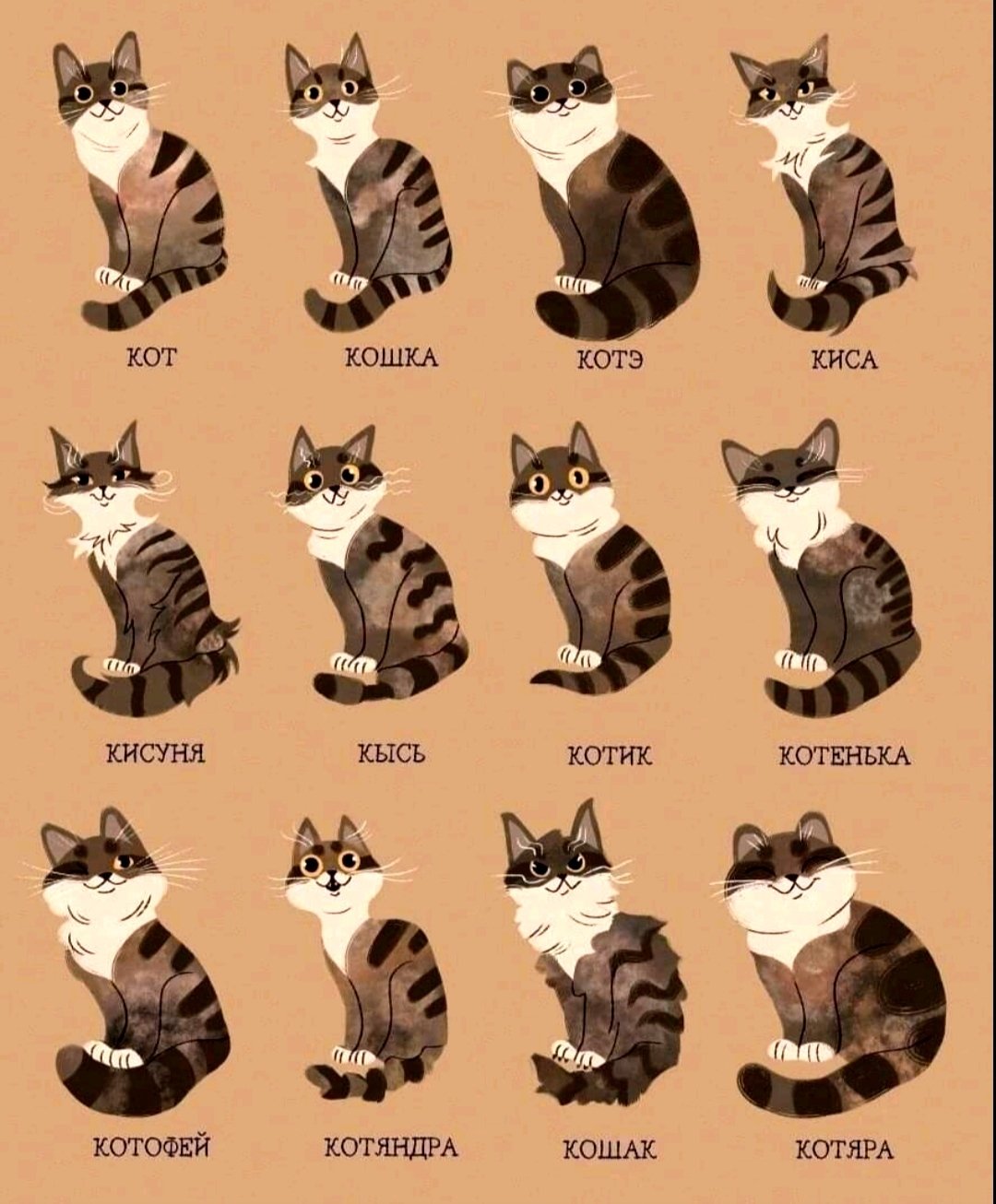Классификация котов