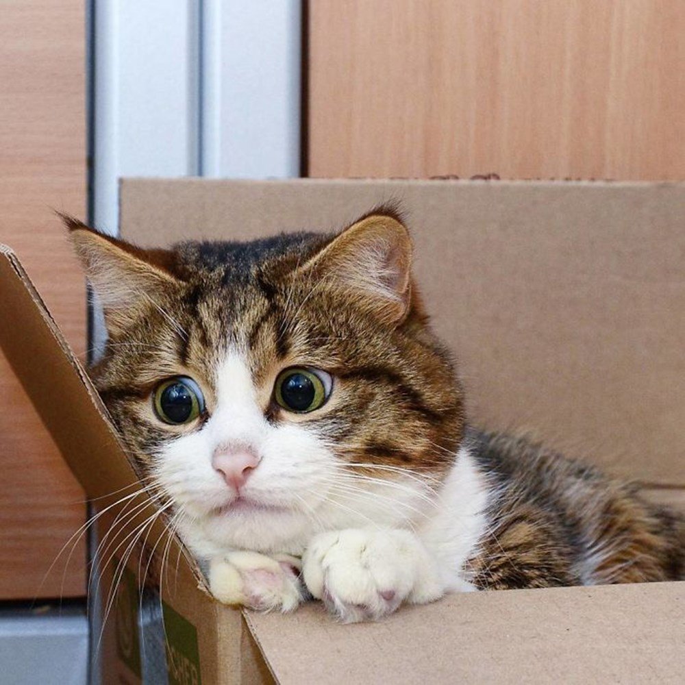 Смайлики котики раскраска