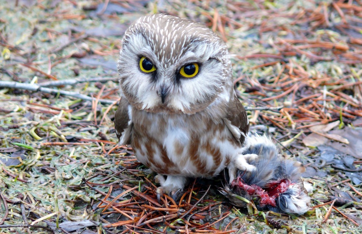 Кот окрас Совы