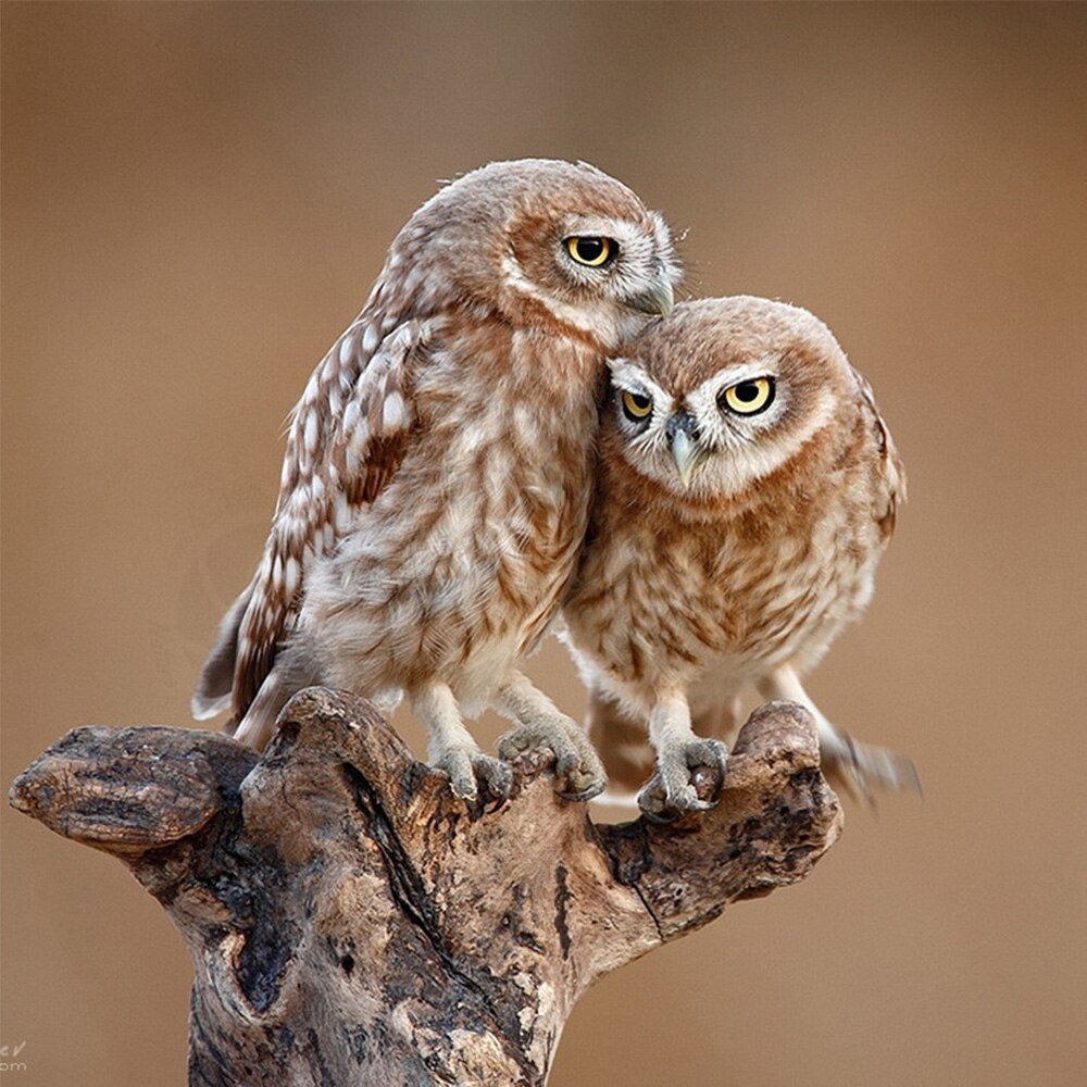 Домовый Сыч птенец