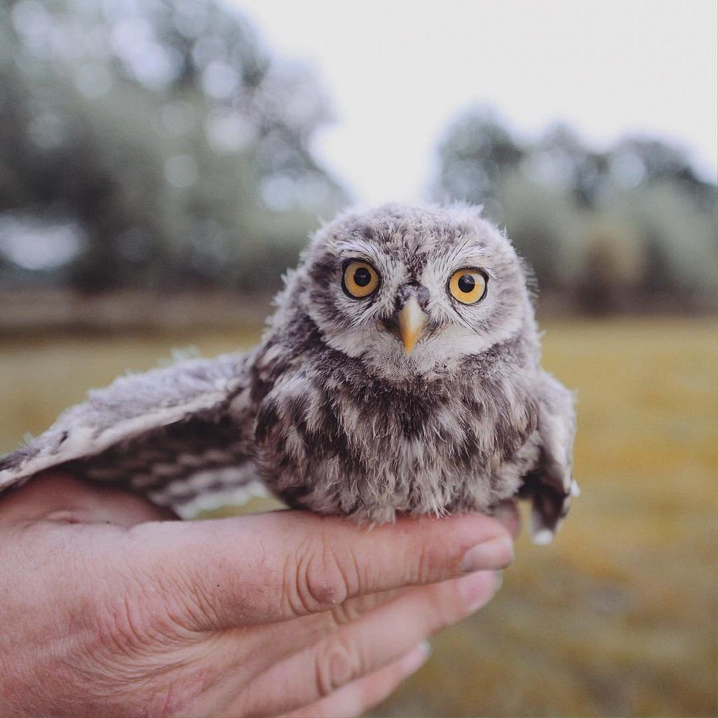 Сыч детеныш