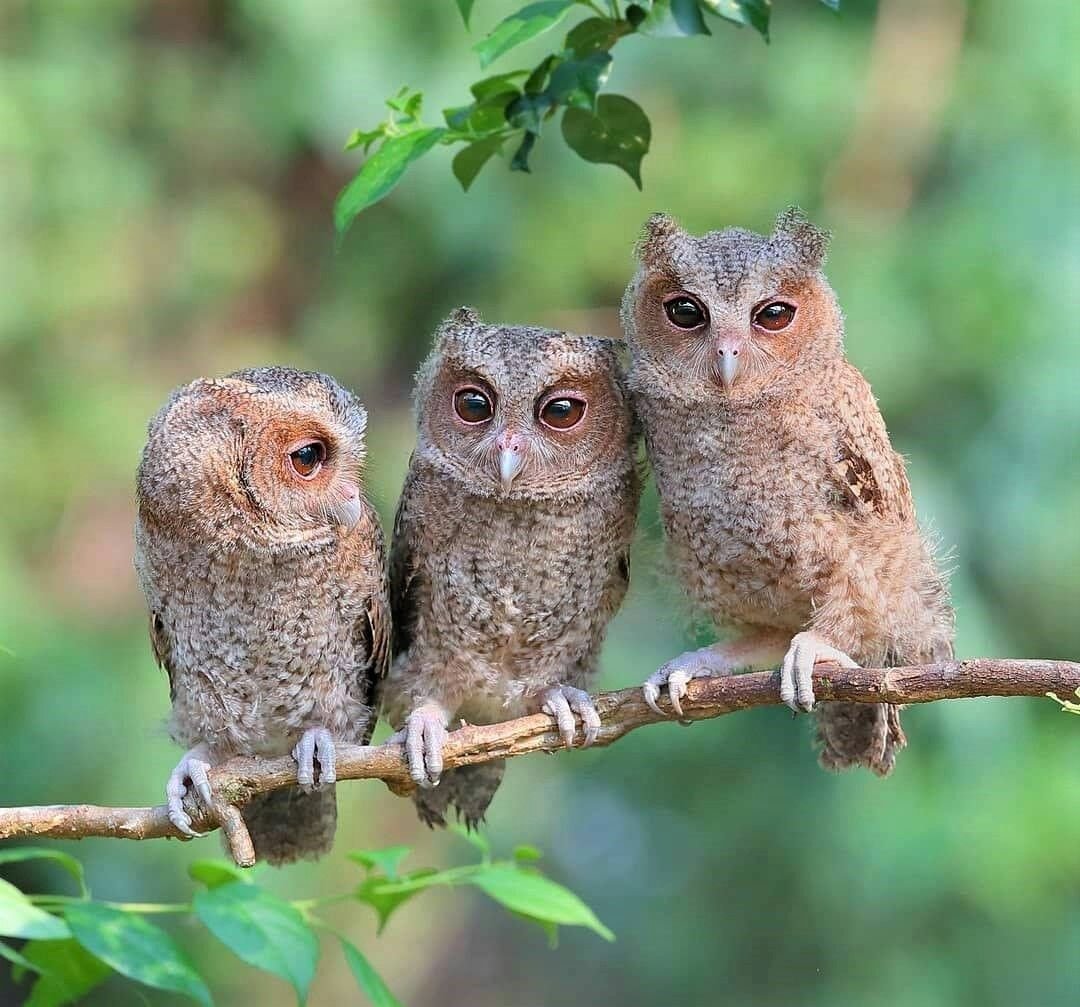 Белый сычик