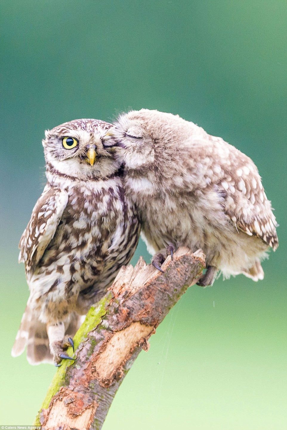 Совята картинки