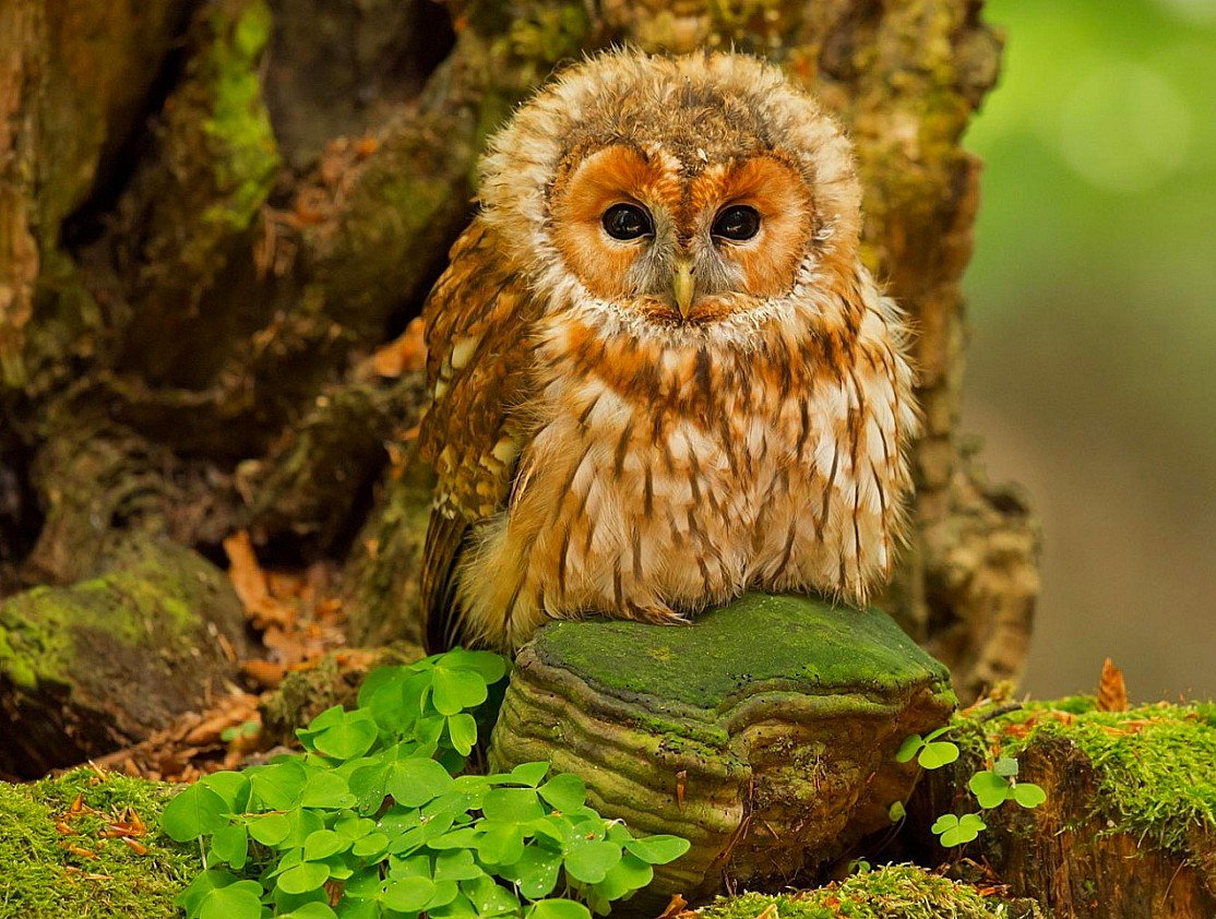 Мохноногий Сыч