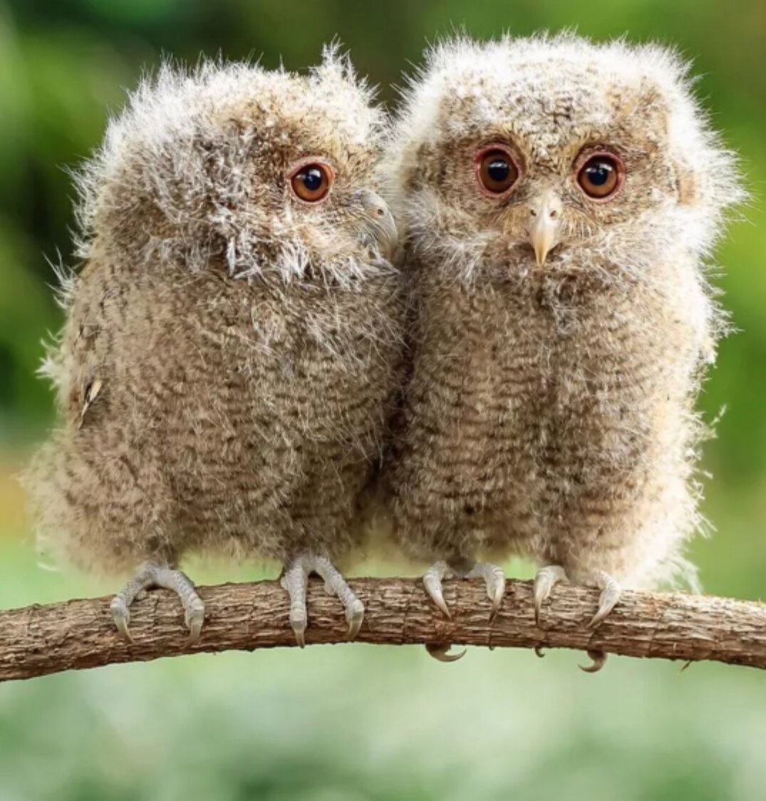 Смешные птицы