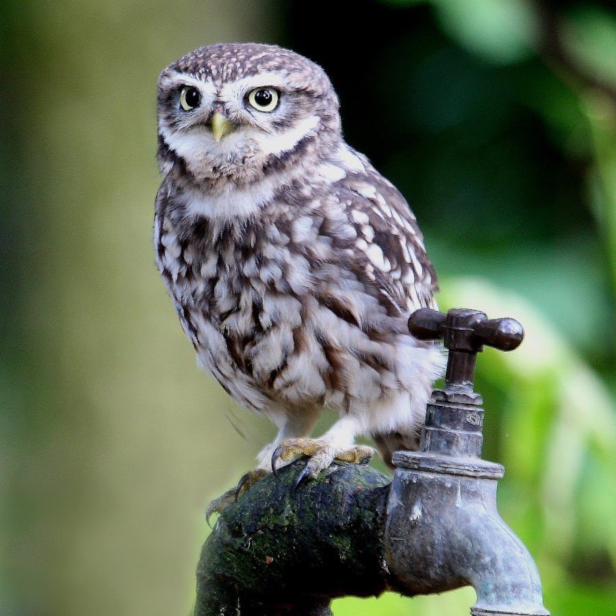 Карликовая Сова