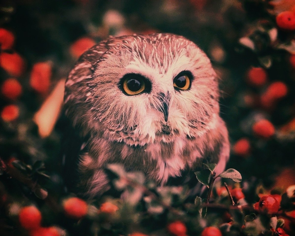 Мохноногий Сыч в дупле