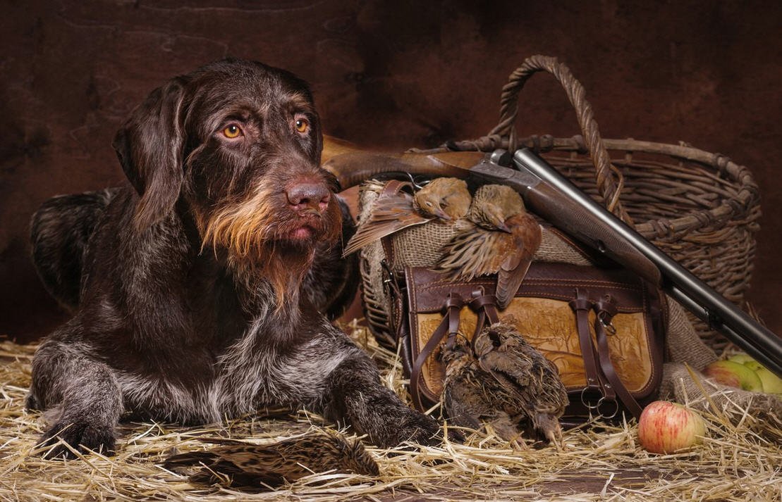 Охотник с собакой силуэт