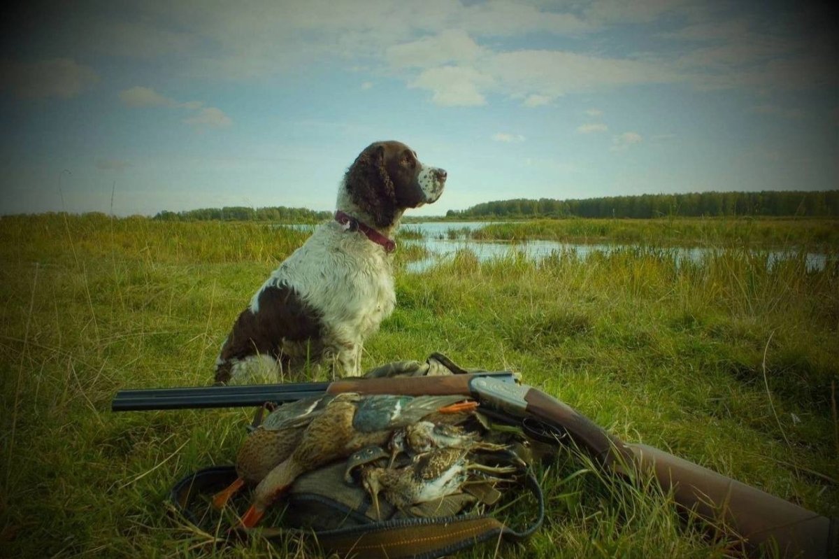 Охотник с собакой дратхааром