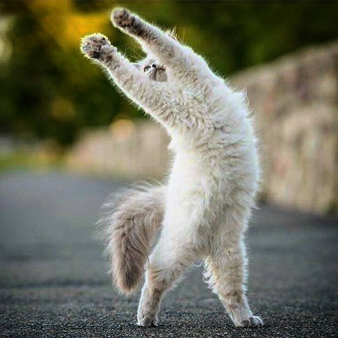 Животные потягиваются