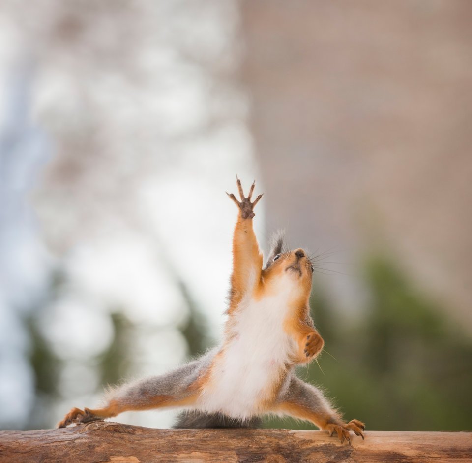 Котенок с гантелей