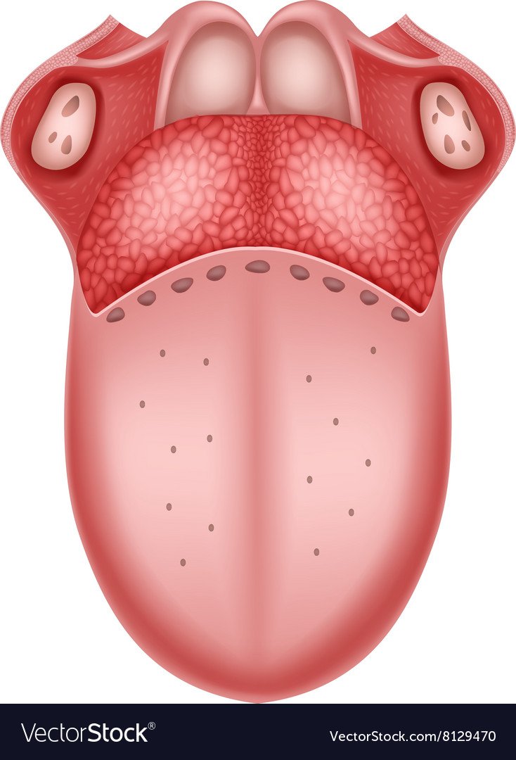 Девушка профиль губы язык