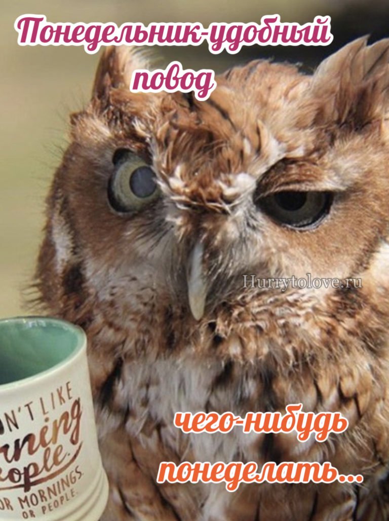 Сова с утра