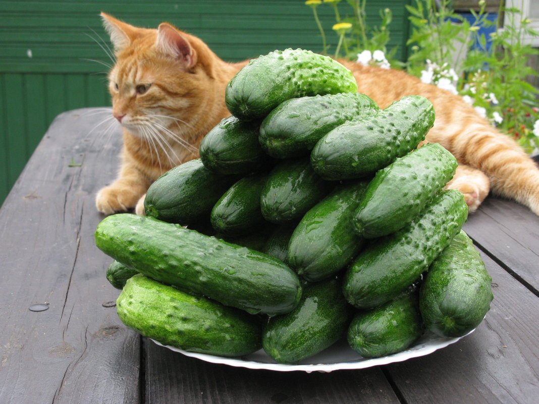 Кот с кабачком