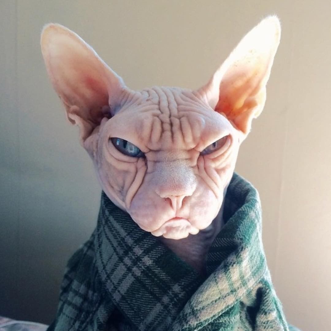 Заяц в пальто