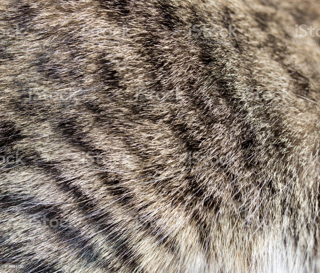 Шерсть кошки