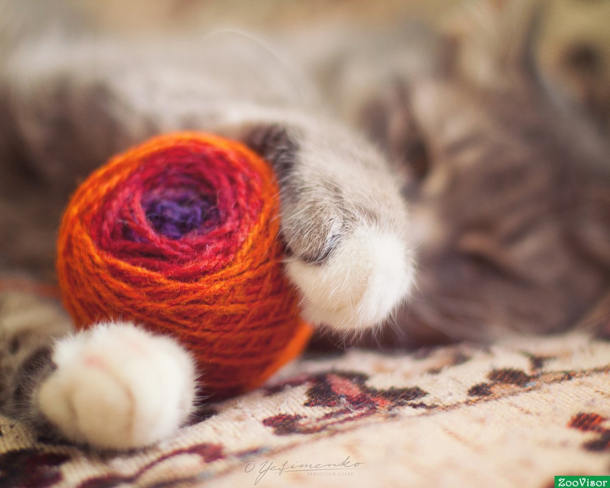 Шерстяной клубок