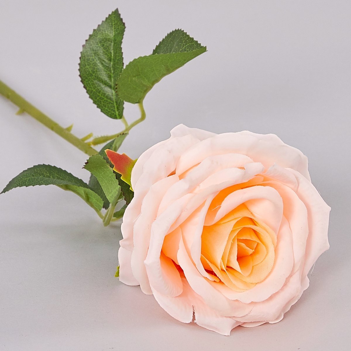 Роза билона