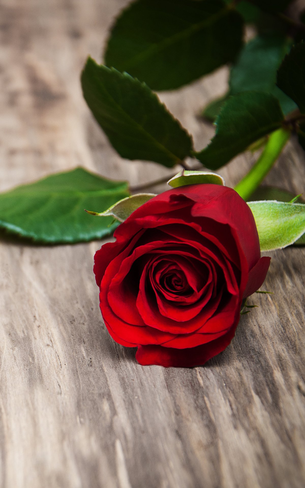 Стебель розы