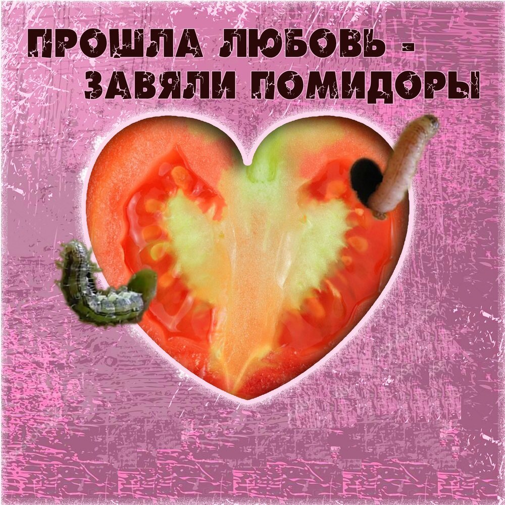 Вялые помидоры